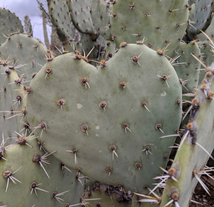 heart pad on prickly pear cactus