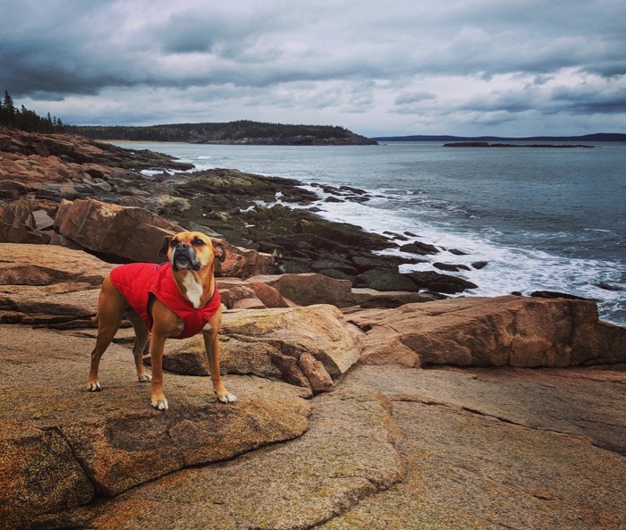 Bugsy hiking in Acadia National Park