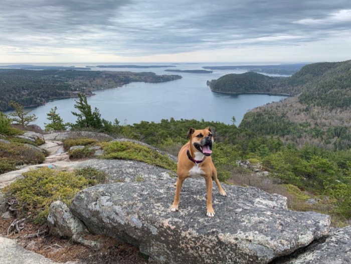bugsy at a view from acadia mountain 