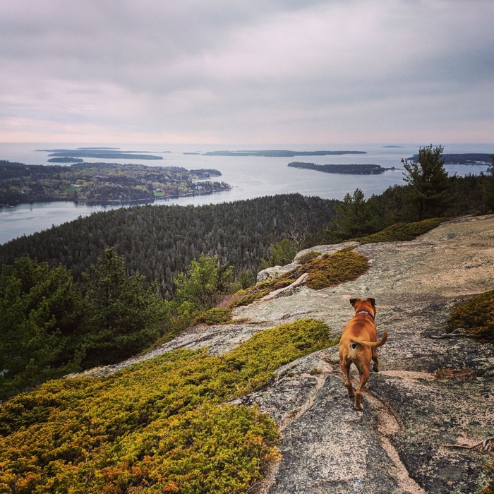 Bugsy hiking in Acadia National Park