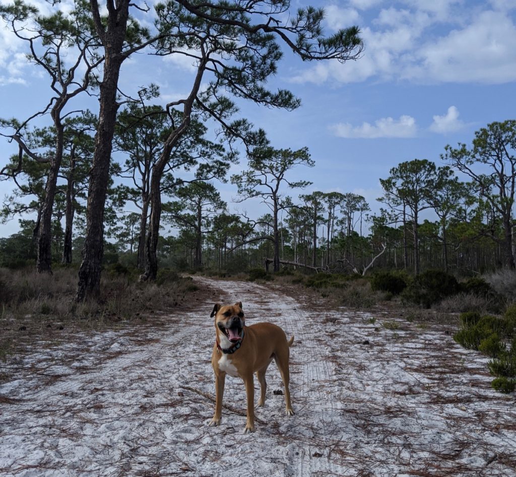 Bugsy hiking in St George Island State Park