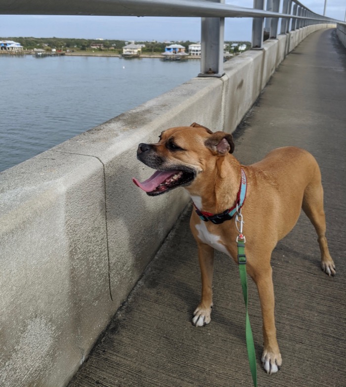 bugsy running over the vilano causeway