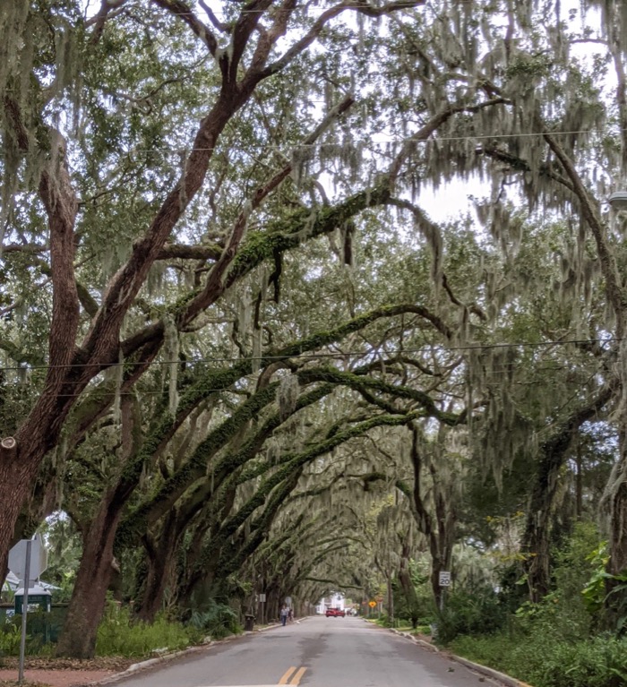 spanish moss streetscape near the Fountain of Youth
