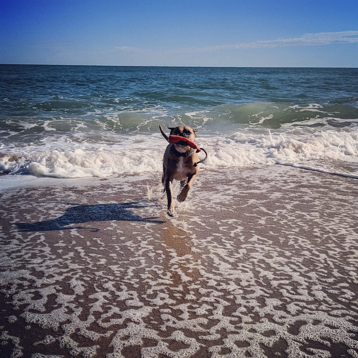 bugsy playing in the ocean