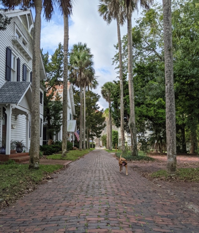 bugsy on a palm-lined alley in st augustine