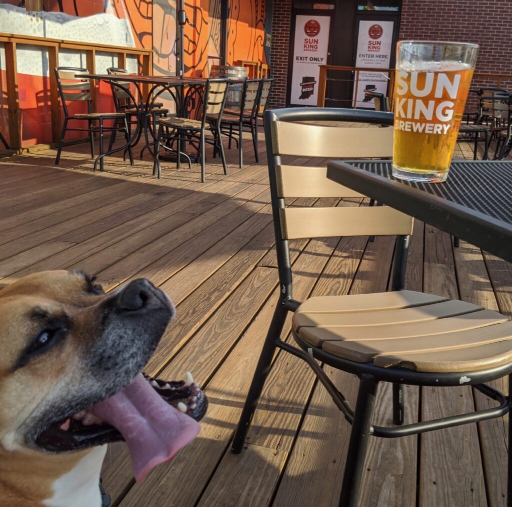 bugsy on the sun king brewing patio