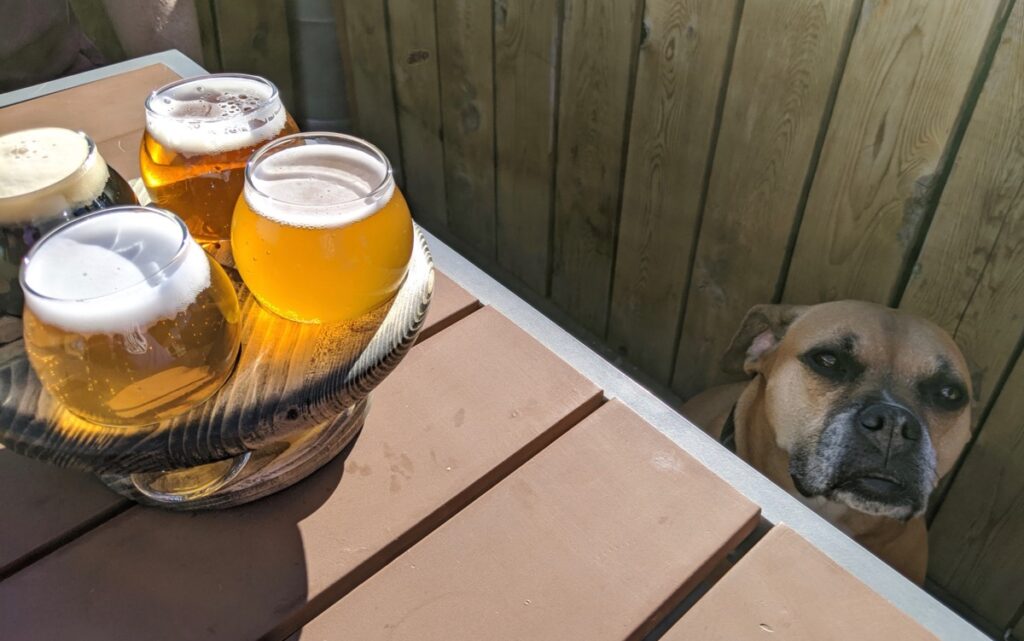 Bugsy and a beer flight at Triple Dog Brewing