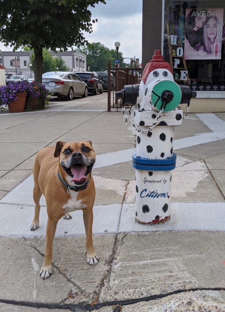 Bugsy in New Ulm