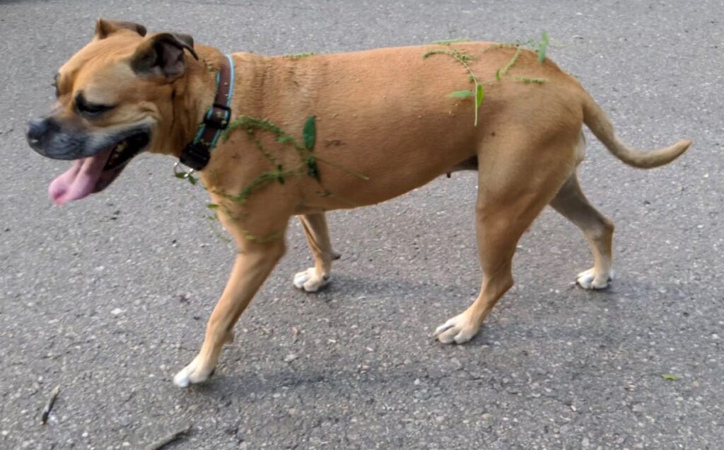 bugsy covered in burs