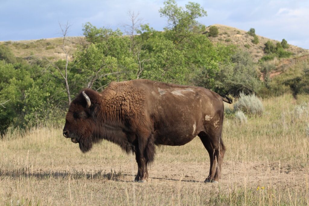 bison at trnp