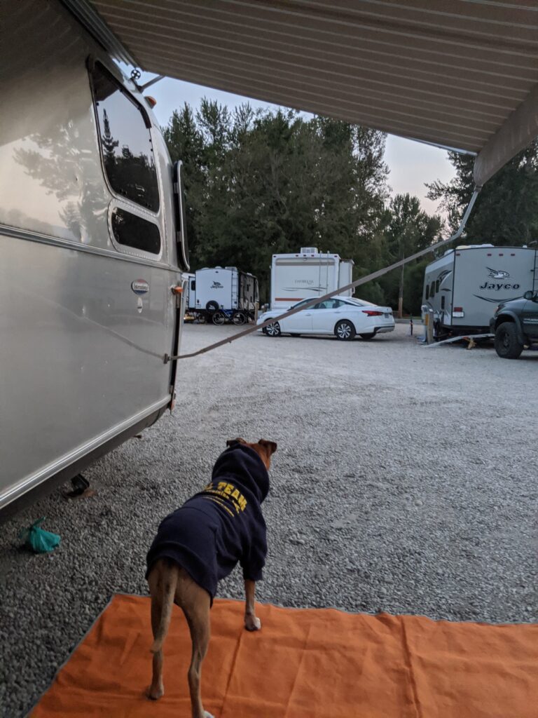 Bugsy at the campground in Hamilton