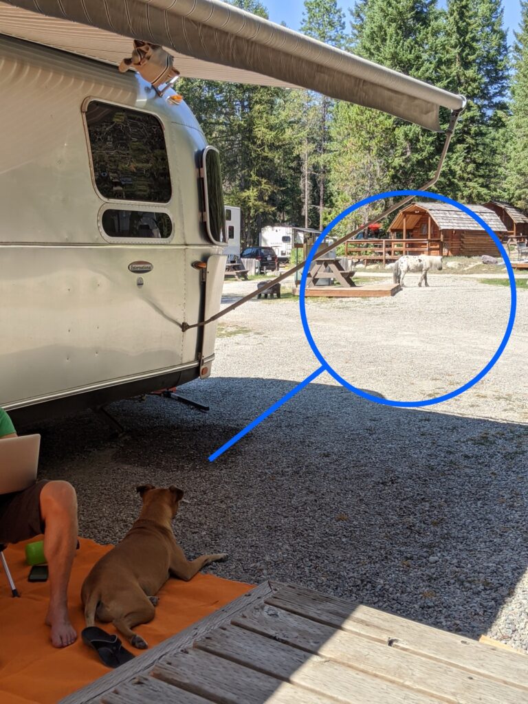 ponies in the campground at the whitefish/kalispell koa