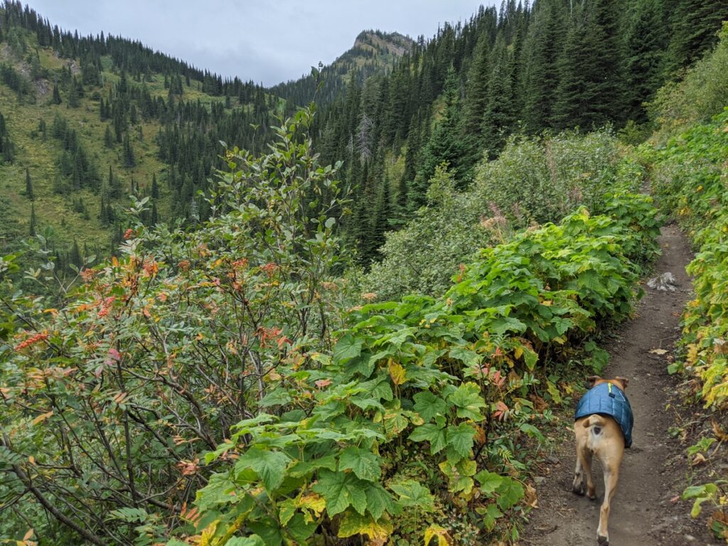 hiking to strawberry lake in flathead national forest
