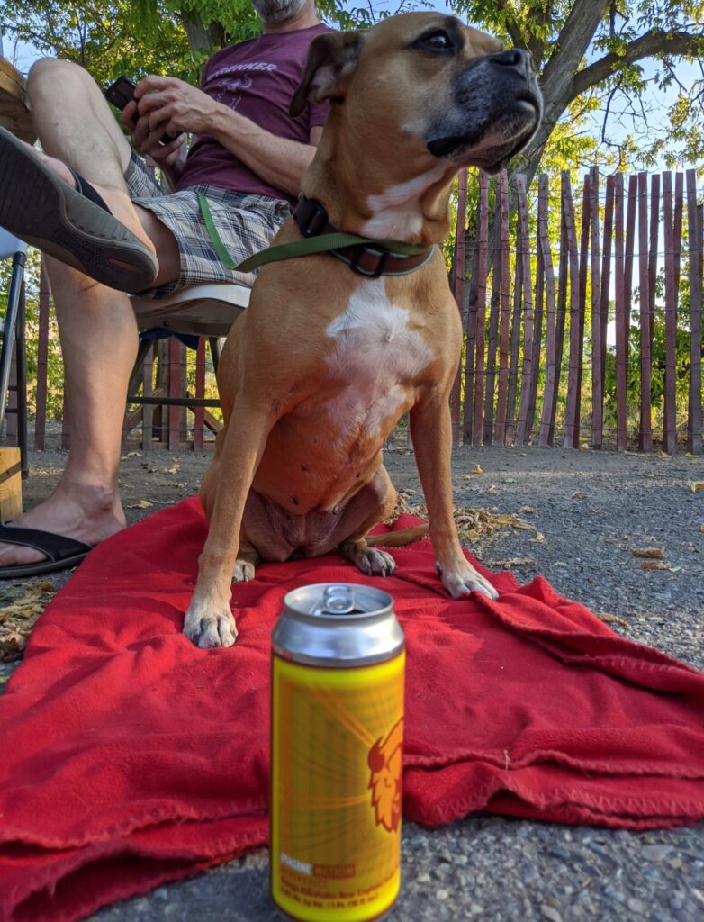 Bugsy at Imagine Nation brewing in Missoula