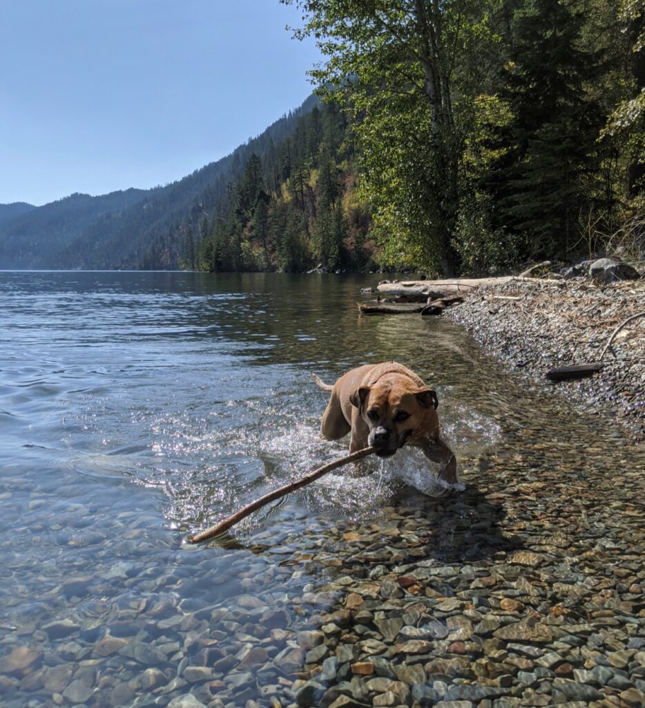 bugsy and a stick in lake pend oreille