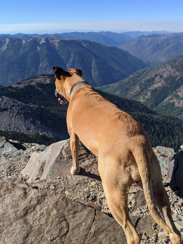 bugsy at the summit of scotchmans peak