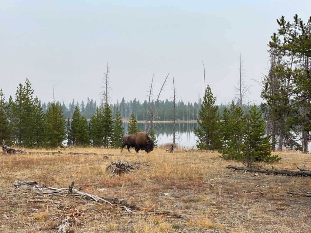 Bison at Goose Lake