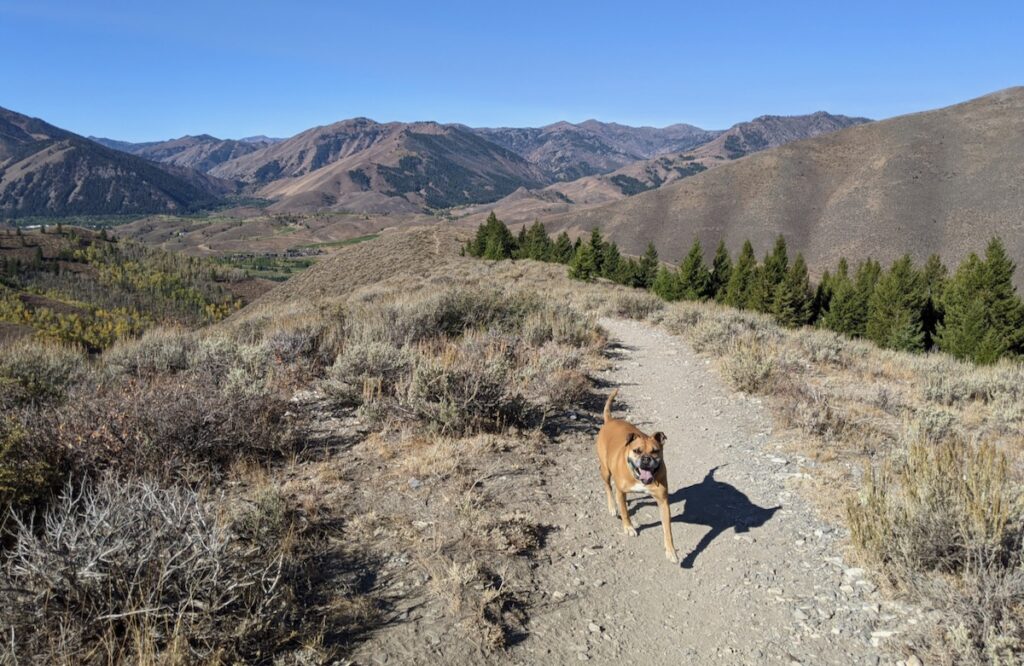 hiking Proctor Mountain with Bugsy
