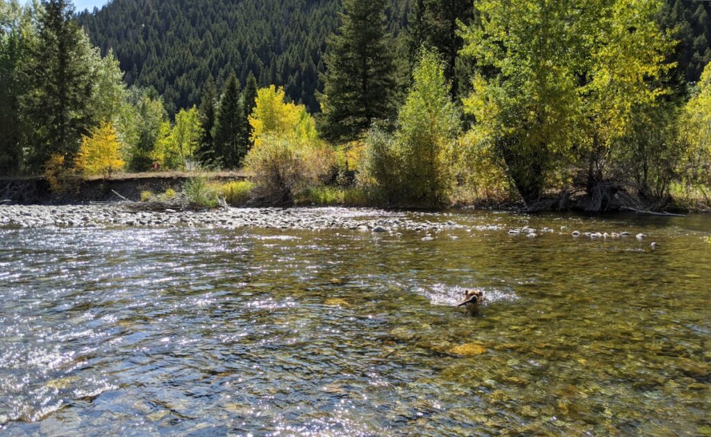 Bugsy swimming in Big Wood River