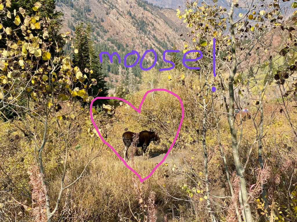 a moose along the trail to Lake Blanche