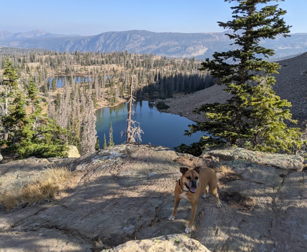 Bugsy hiking around Mirror Lake Rec Area