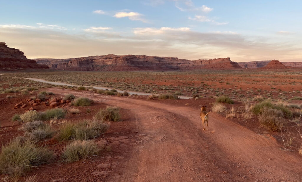 Bugsy running through Valley of the Gods