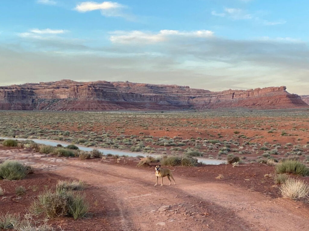 Bugsy in Valley of the Gods