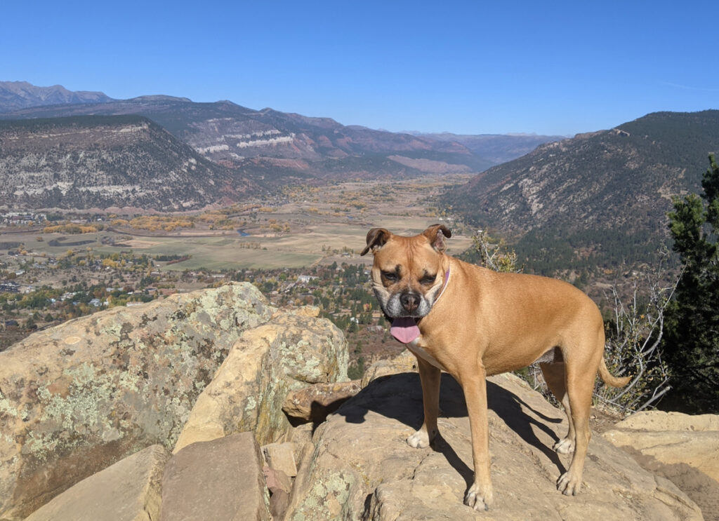 Bugsy hiking the Skyline Trail in Durango