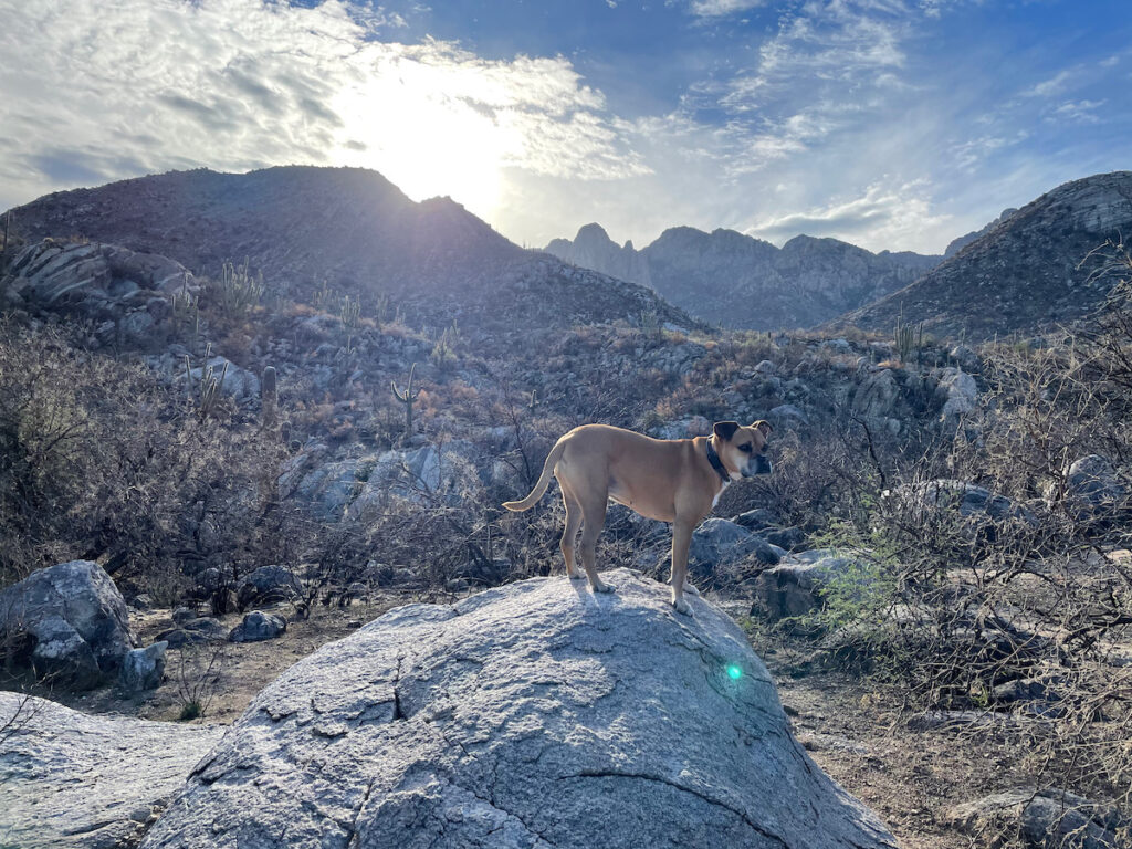 hiking the Alamo Loop with Bugsy in the Catalina Mountains