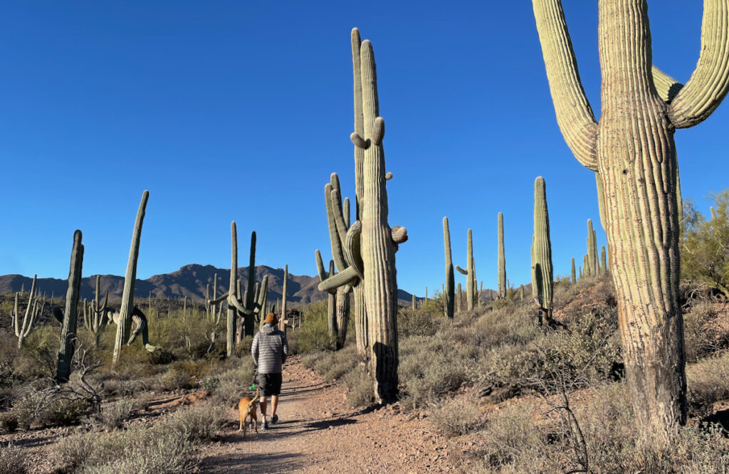 hiking through saguaros in Sweetwater Preserve