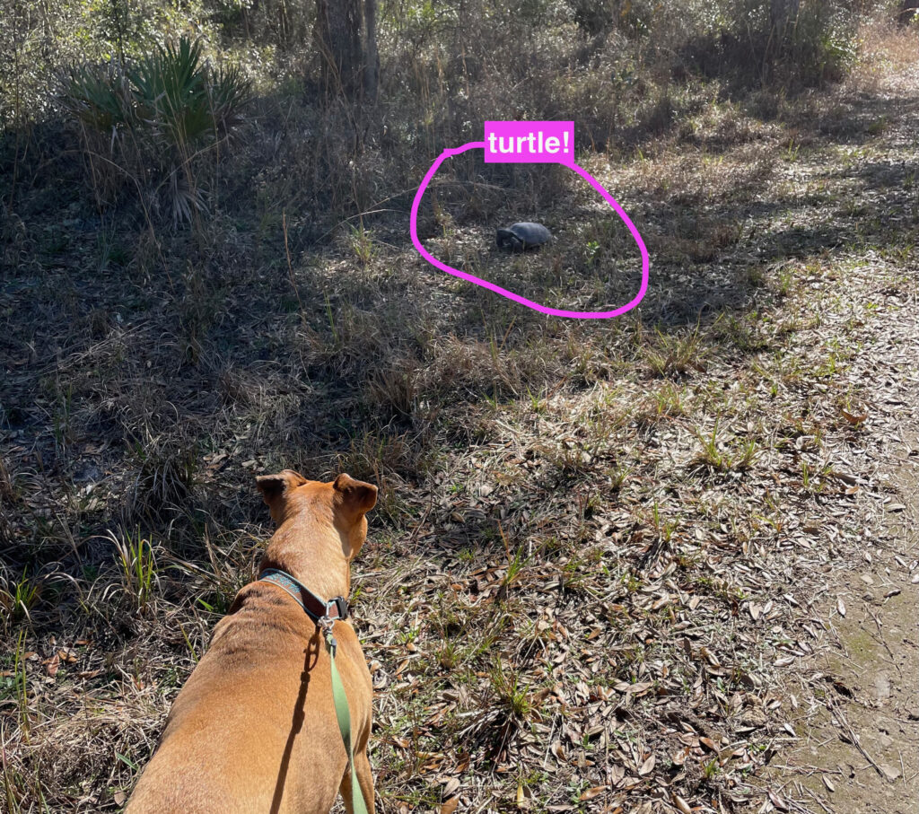 Bugsy and a giant turtle in Goethe State Forest
