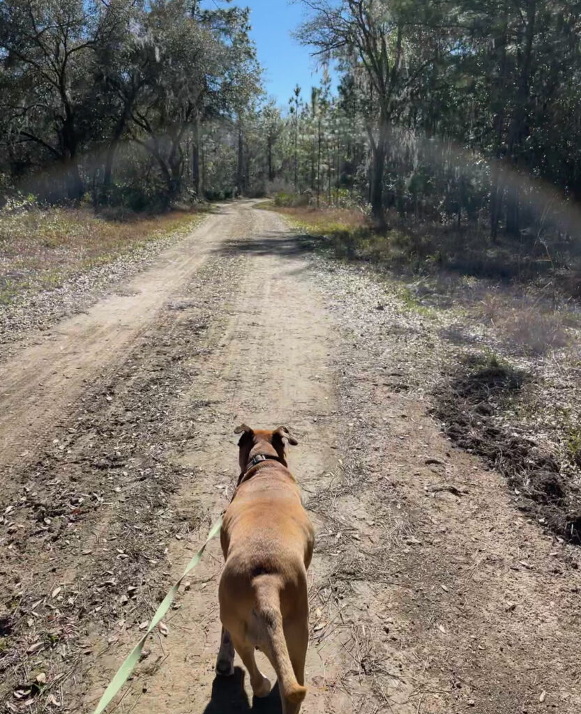 Bugsy walking a trail in Goethe State Forest