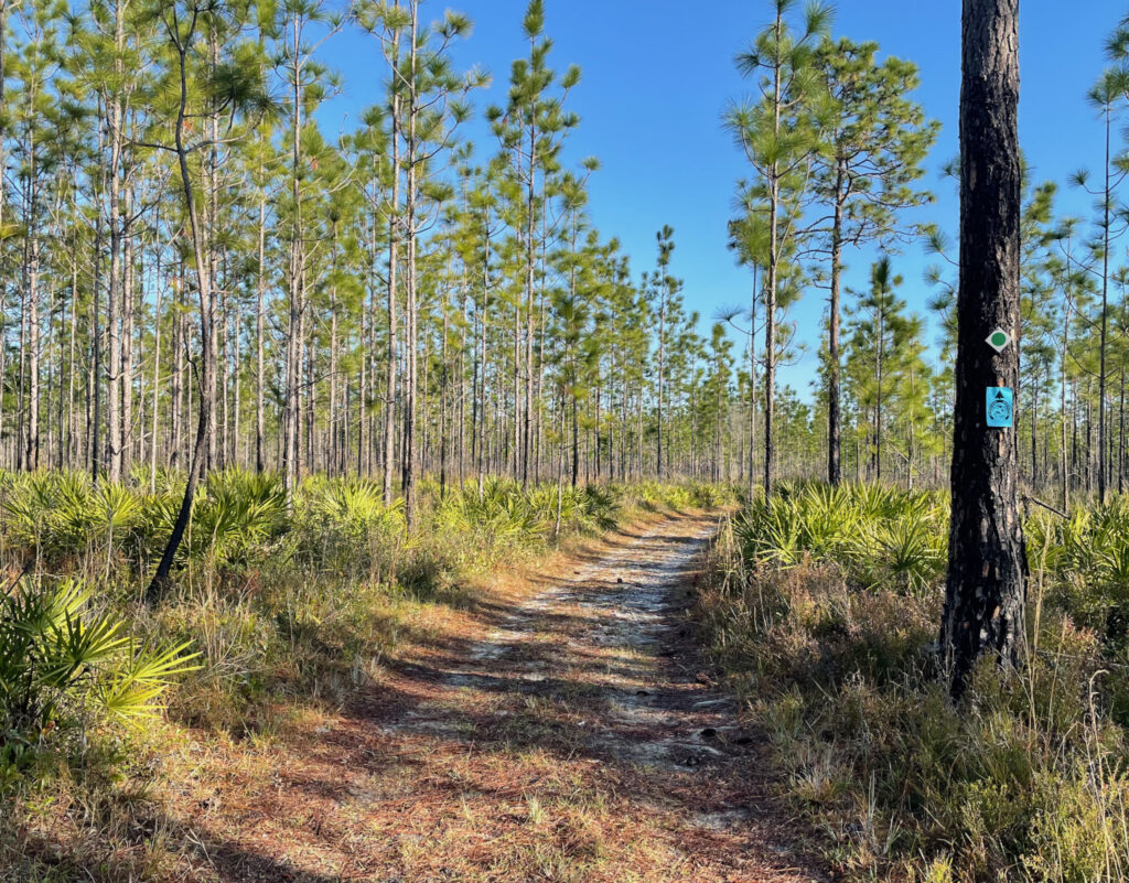 trail in Goethe State Forest