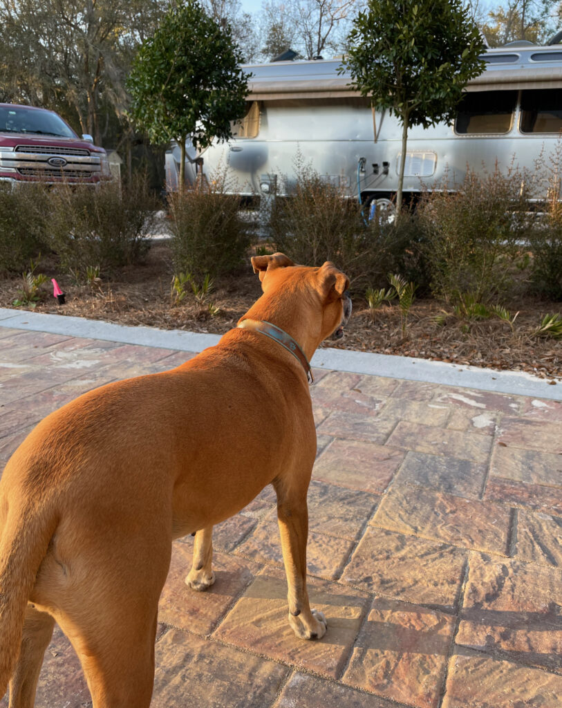 Bugsy looking at the Airstream at Black Prong
