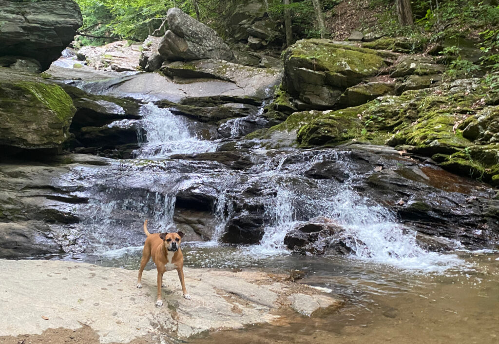 Bugsy at the base of Crab Orchard Falls in Banner Elk