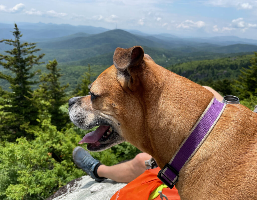 Bugsy enjoying the view at Grandfather Mountain