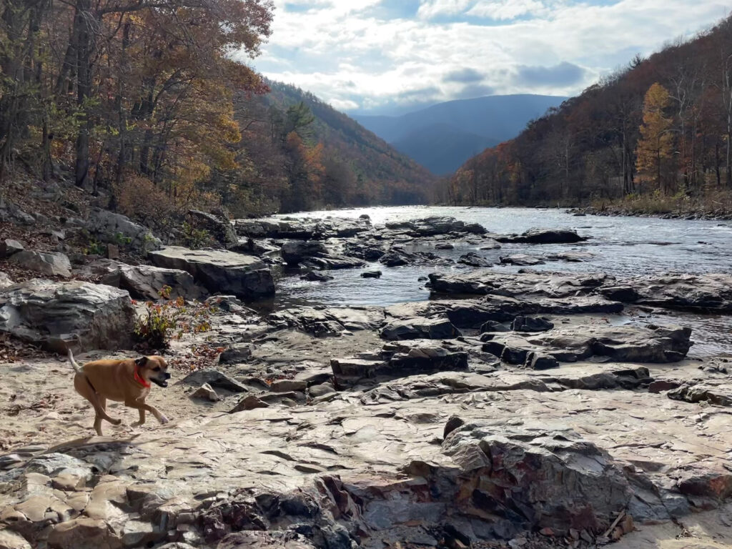 Bugsy by the Nolichucky River