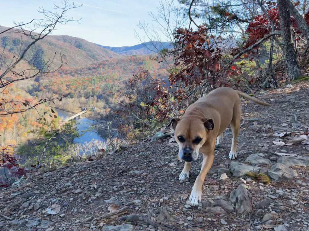 Bugsy overlooking Nolichucky Gorge