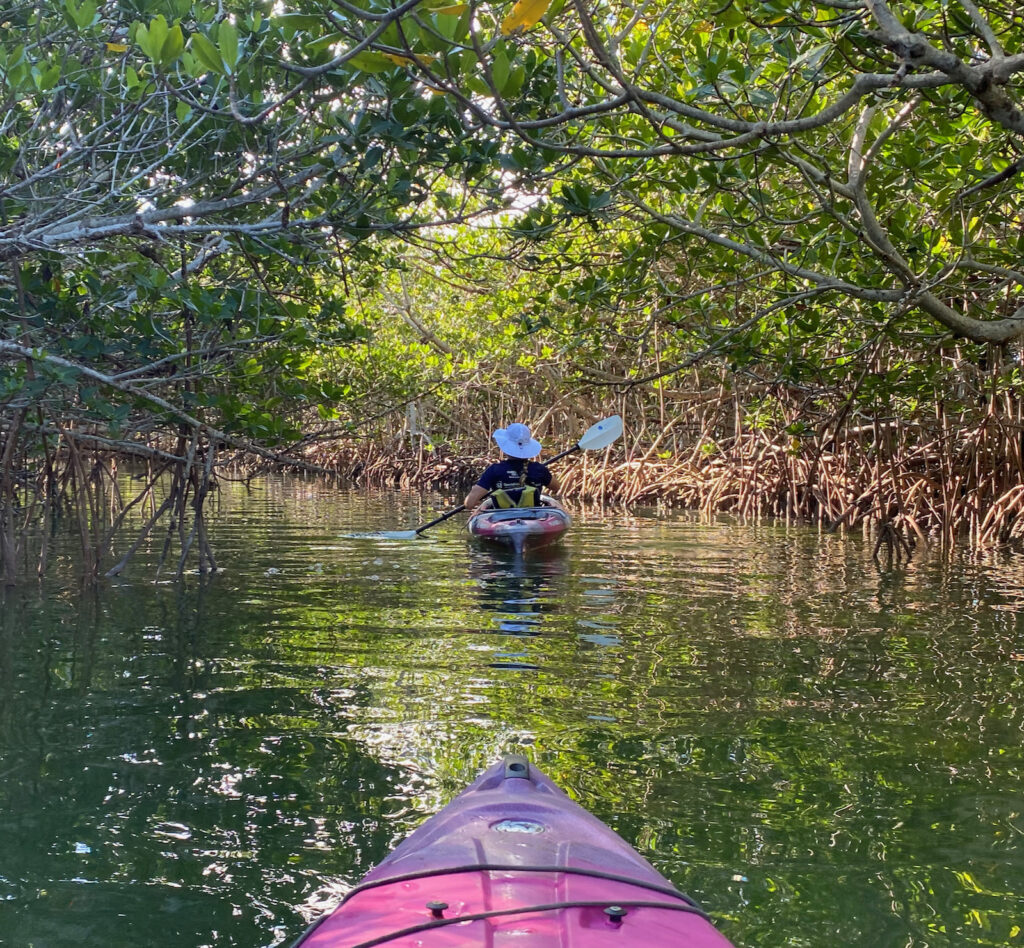 kayaking through a mangrove tunnel