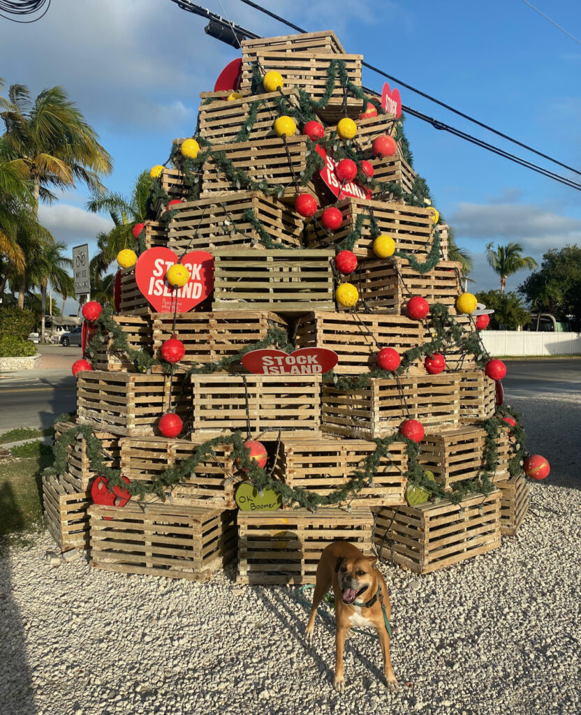 Bugsy and the Stock Island Christmas tree