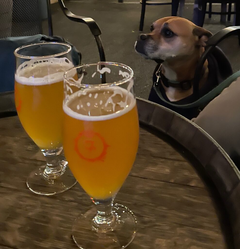 bugsy and beers at 7venth Sun brewing