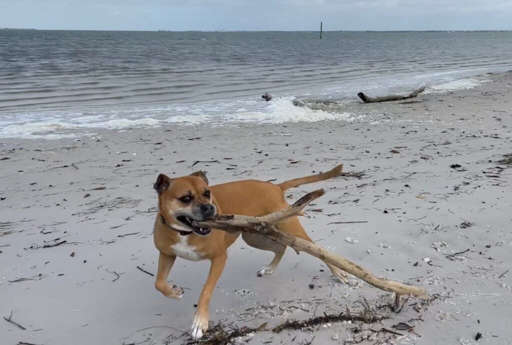 bugsy playing with driftwood at honeymoon island state park