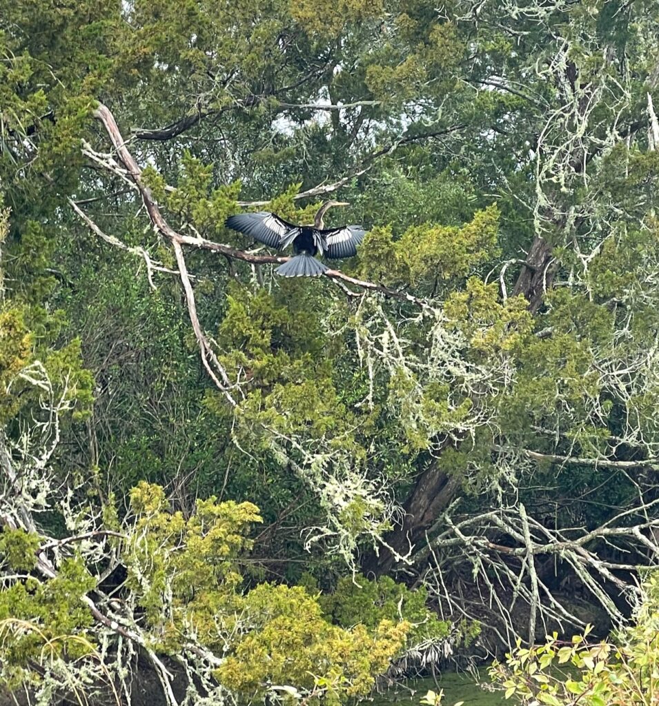anhinga sunning itself in a tree