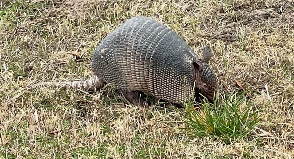 armadillo at Fort Clinch State Park