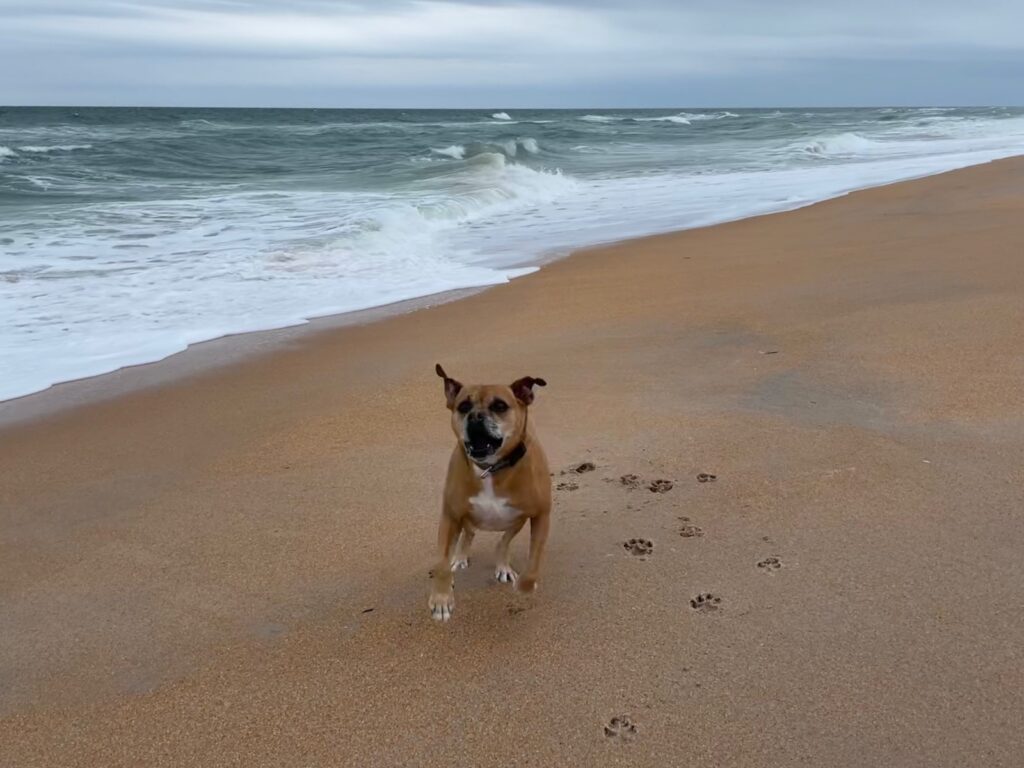 Bugsy on Flagler Beach