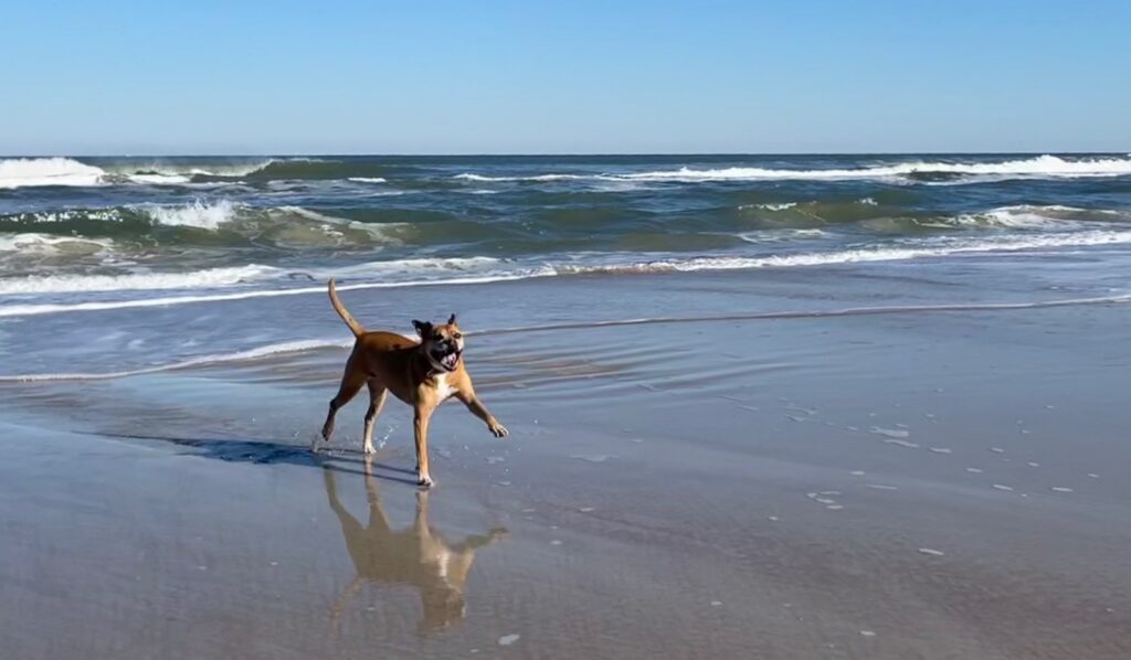 Bugsy running on the beach