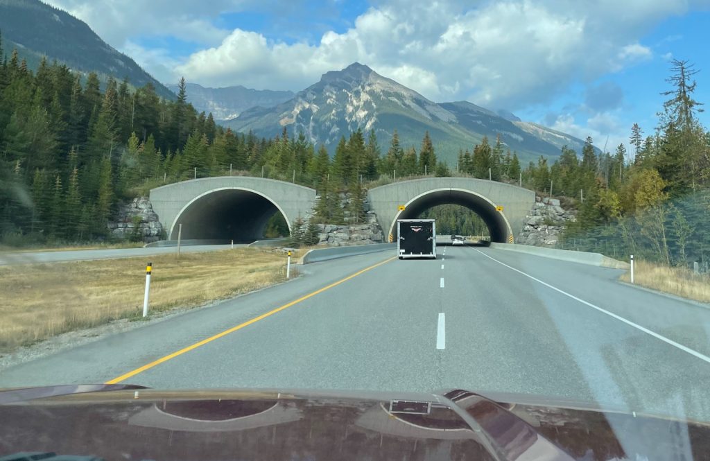 wildlife crossing overpass on Trans Canada Highway