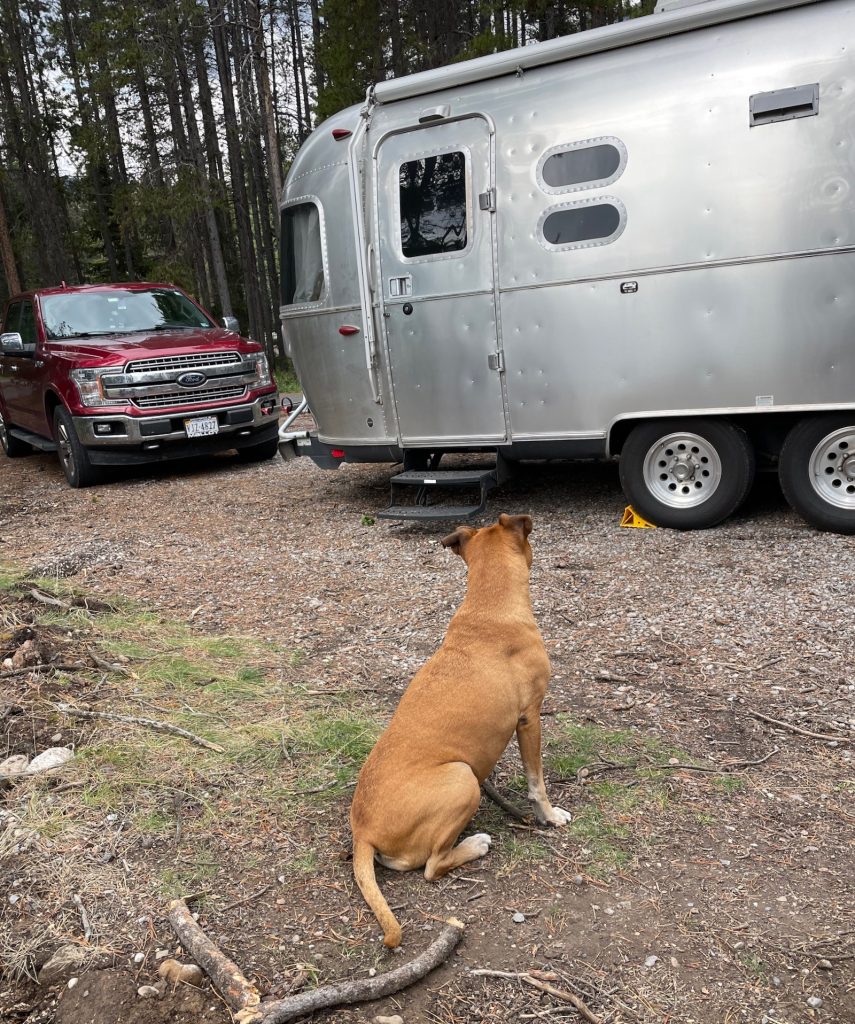 Bugsy and the Airstream at Tunnel Mountain Trailer Village