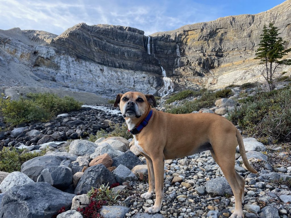 Bugsy posing in front of Bow Glacier Falls