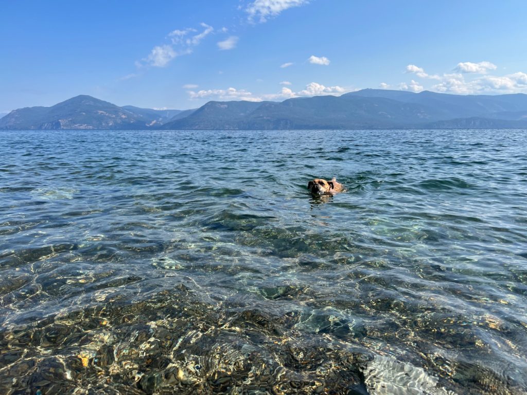 Bugsy swimming in Lake Pond d'Oreille